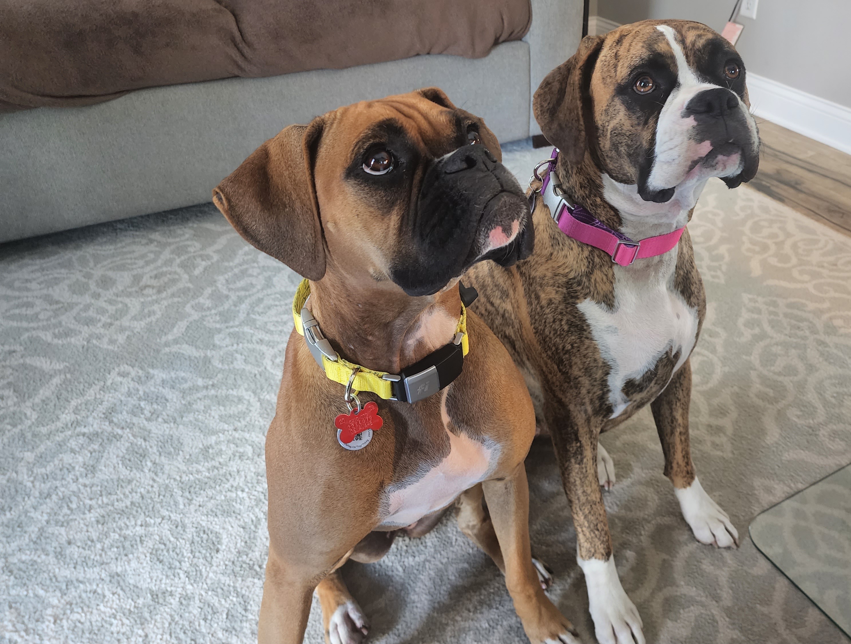 Zelda and Willow
